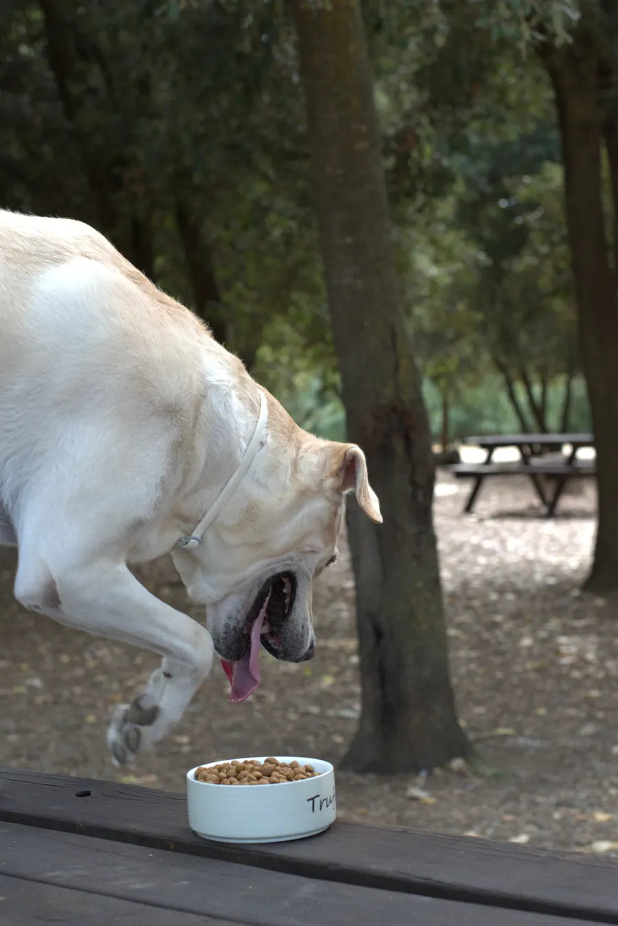 Perro comiendo pienso VYNA sin cereales