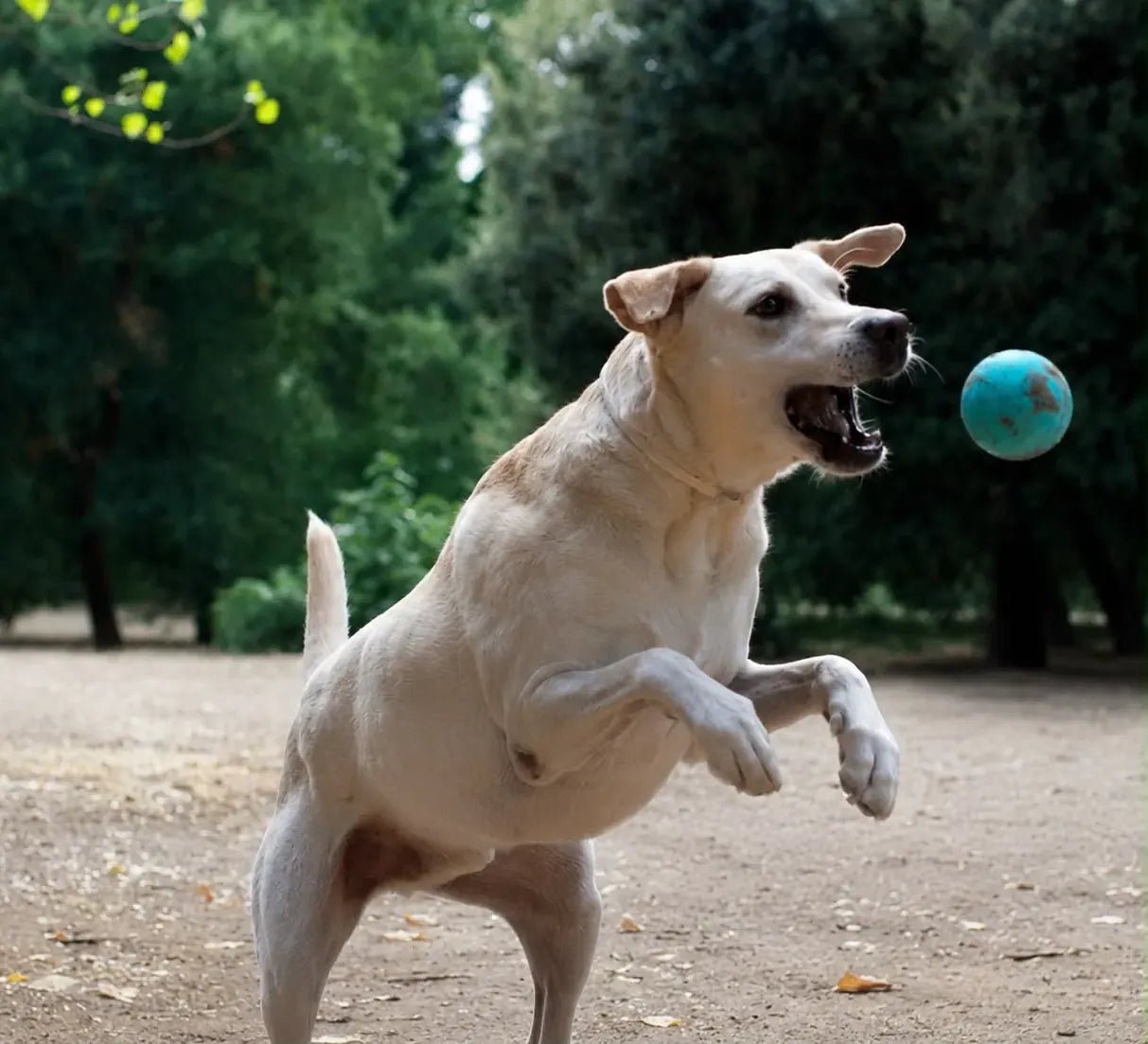 Perro con pienso digestivo VYNA