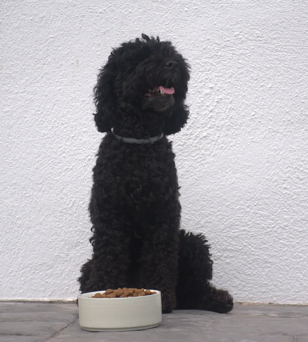 Proteína de insecto VYNA para perros