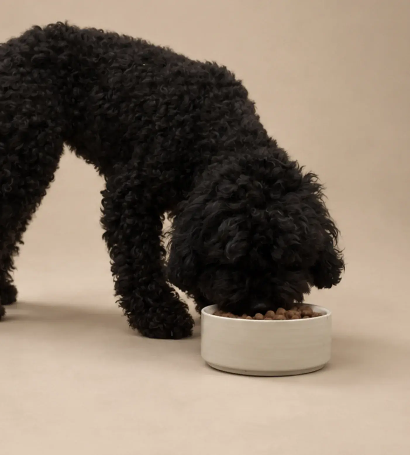 Pienso hipoalergénico para perros