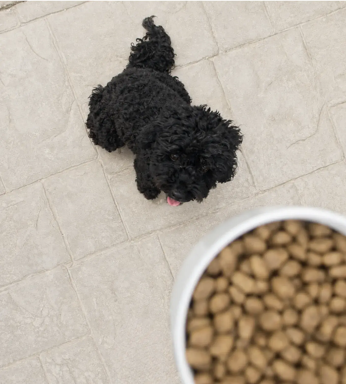 Pienso digestivo para perros