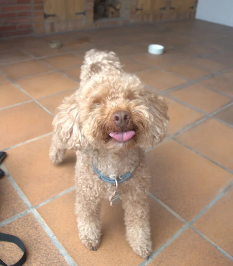 Perro feliz